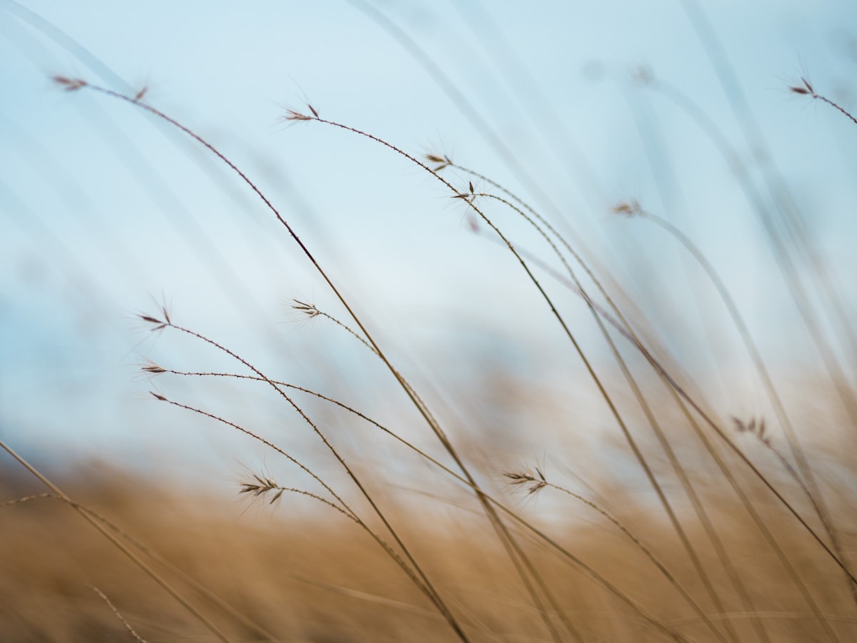 Nature calme illustrant la régulation du système nerveux face à l'hypervigilance